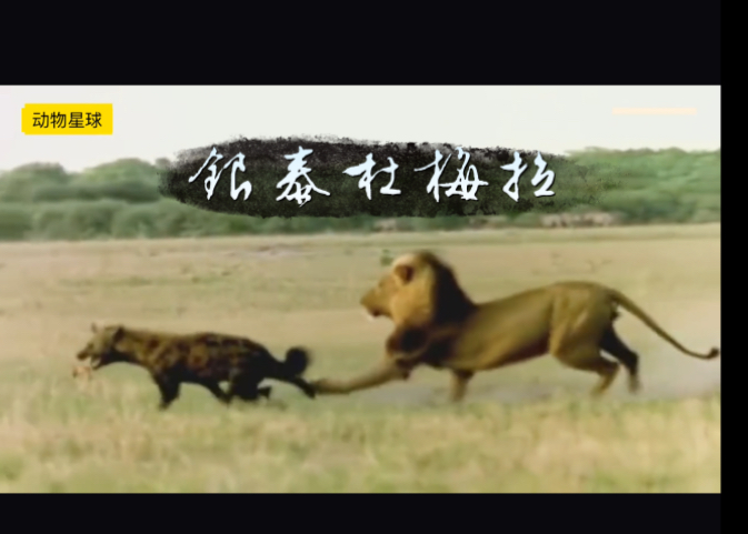 鬣狗杀手银泰杜梅拉:从巅峰到被猎杀