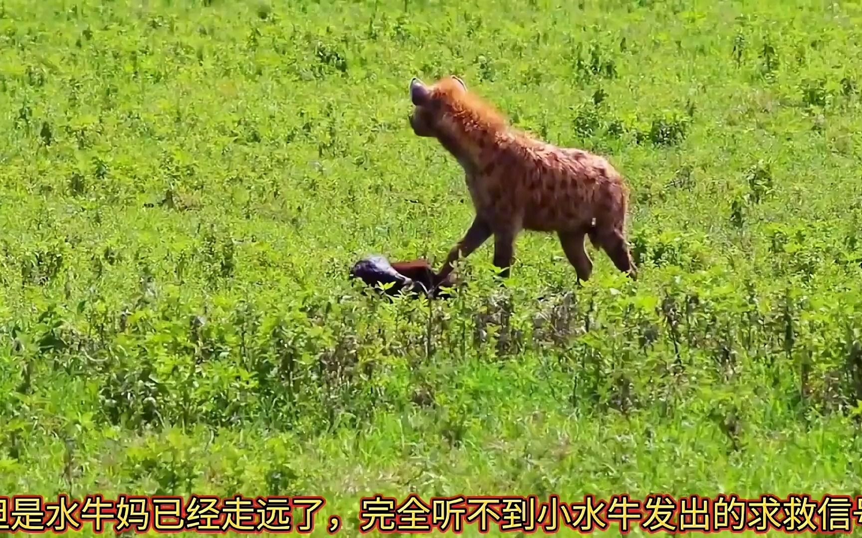 鬣狗咬水牛蛋图片