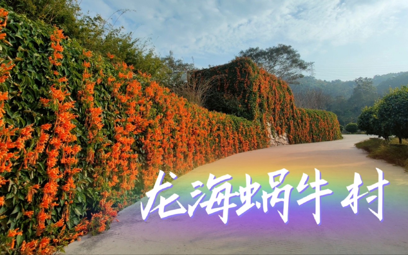 遇见漳州龙海双第蜗牛村,走出城市快生活,体验一下"蜗牛"慢生活吧