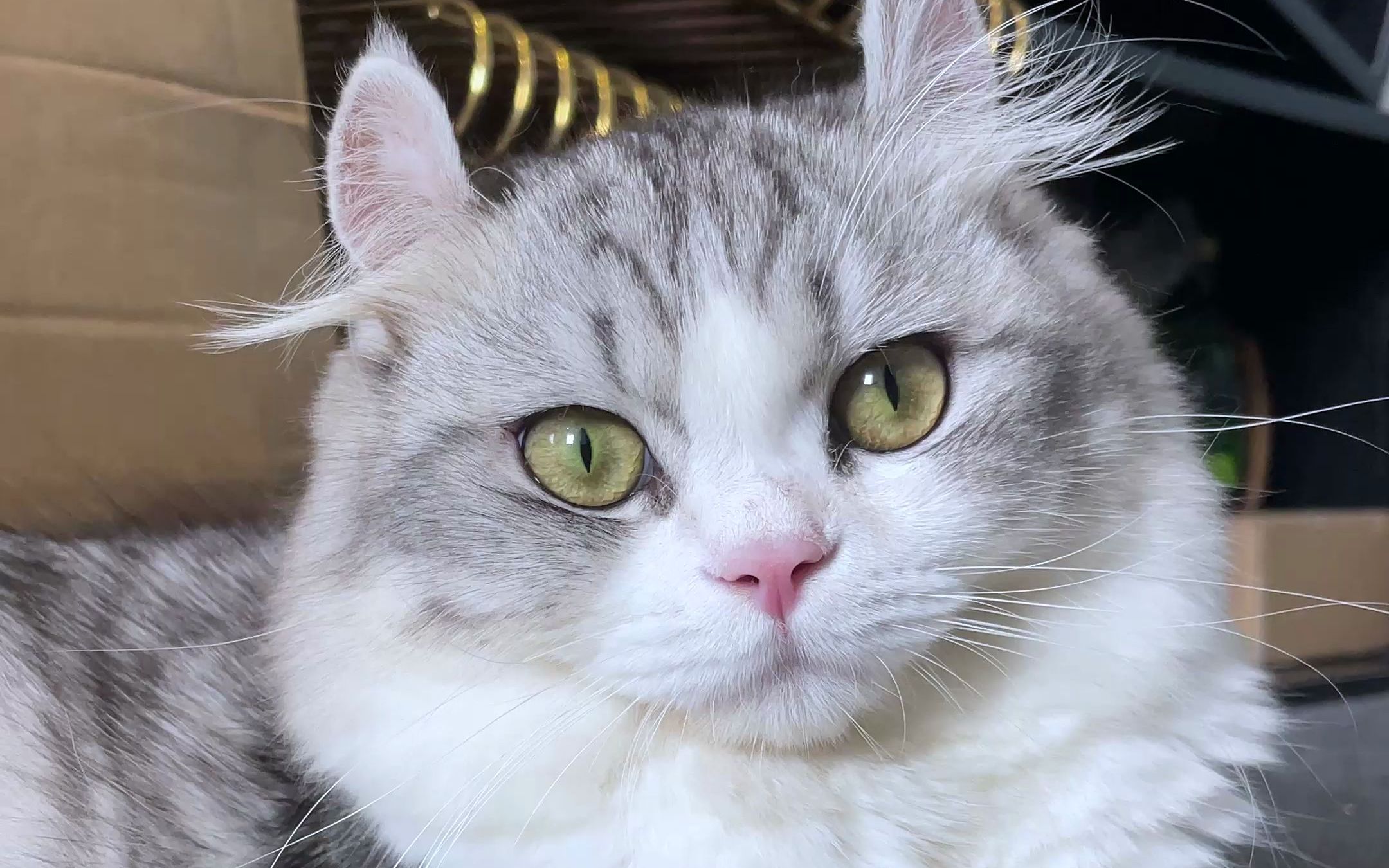 【nene的奇怪日常】听说猫能看见一些人类看不见的东西.