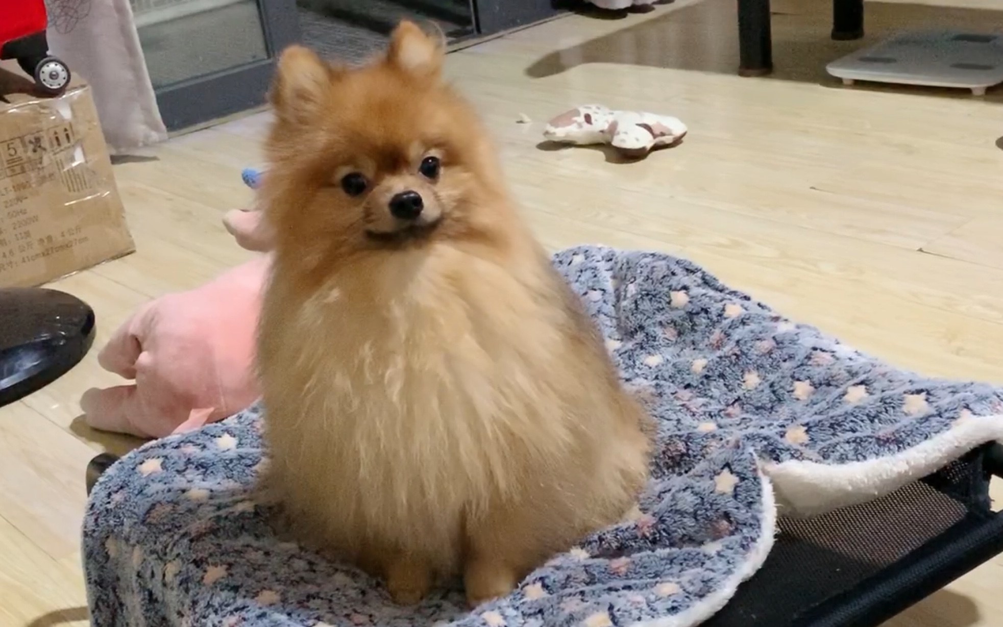 【云养狗-博美】狗子委屈可怜又无助?