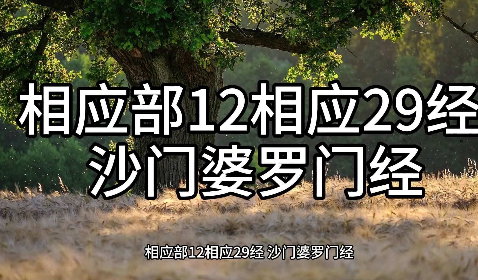 71.相应部12相应29经 沙门婆罗门经(白话佛经)解说哔哩哔哩bilibili