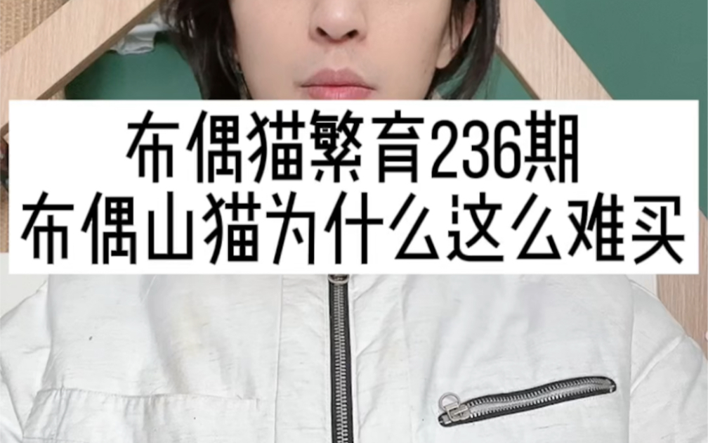 布偶猫繁育236期《布偶山猫为什么这么难买》哔哩哔哩bilibili