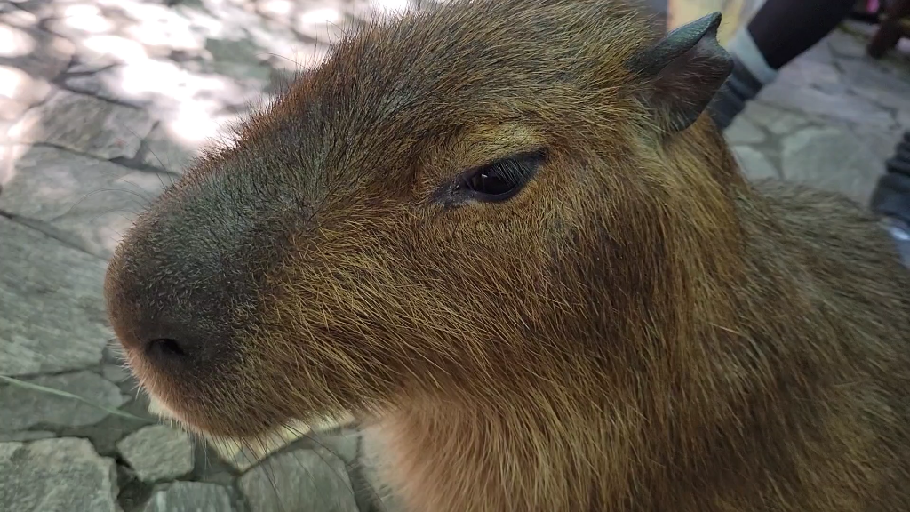 情绪稳定的动物