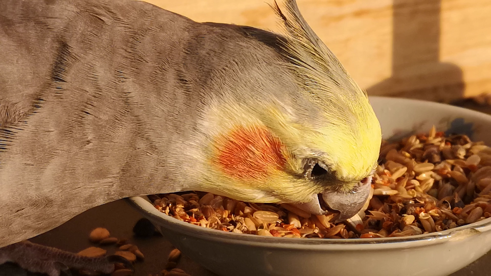 【玄凤鹦鹉】专注吃饭!