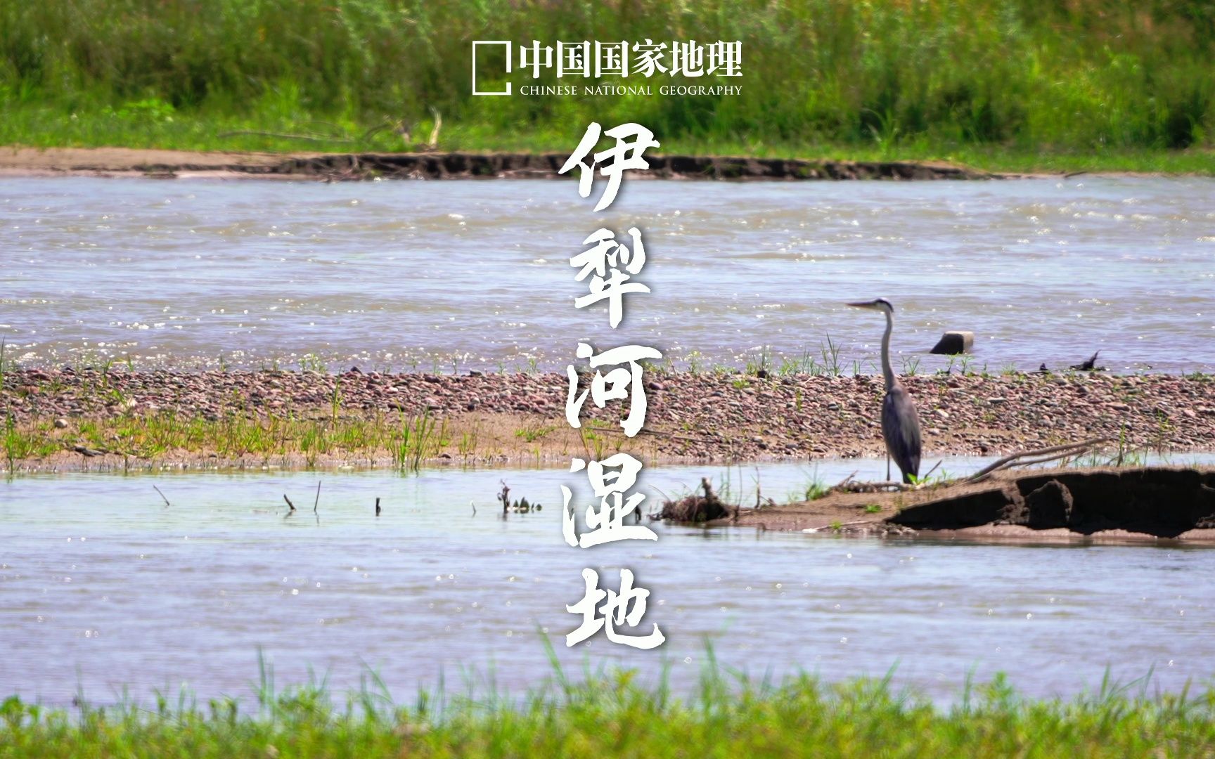 伊犁河湿地|天然的乐园哔哩哔哩bilibili