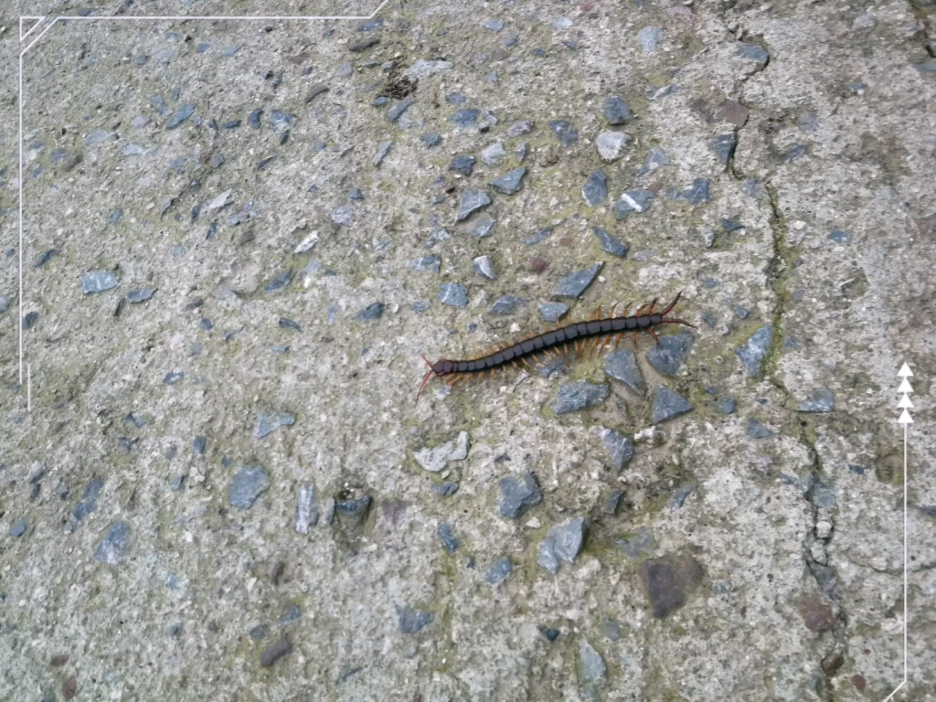 南方的虫类嘛,南方长虫