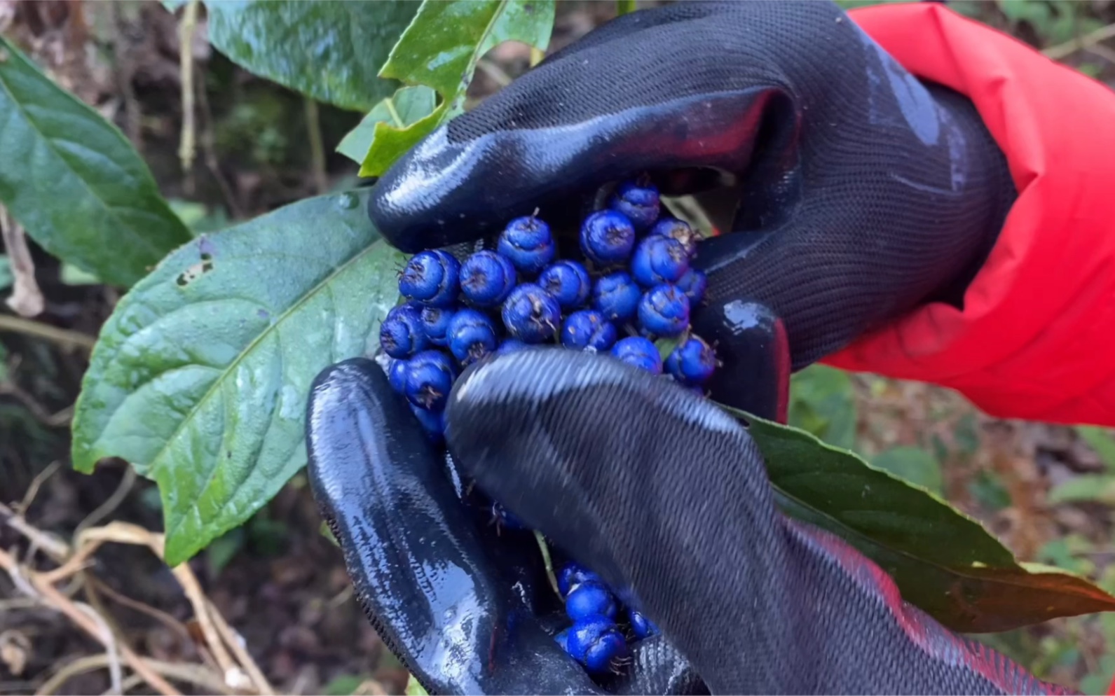 果实有一种魅惑蓝,常山很不寻常.