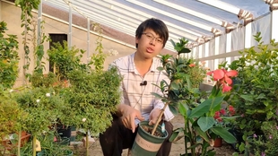 茶花品种推荐 哔哩哔哩 つロ干杯 Bilibili