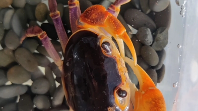 简简单单的秀一下我自己养的异色稀有的府城海南溪蟹(没有通货)