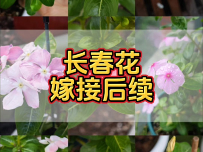 长春花嫁接失败的原因哔哩哔哩bilibili