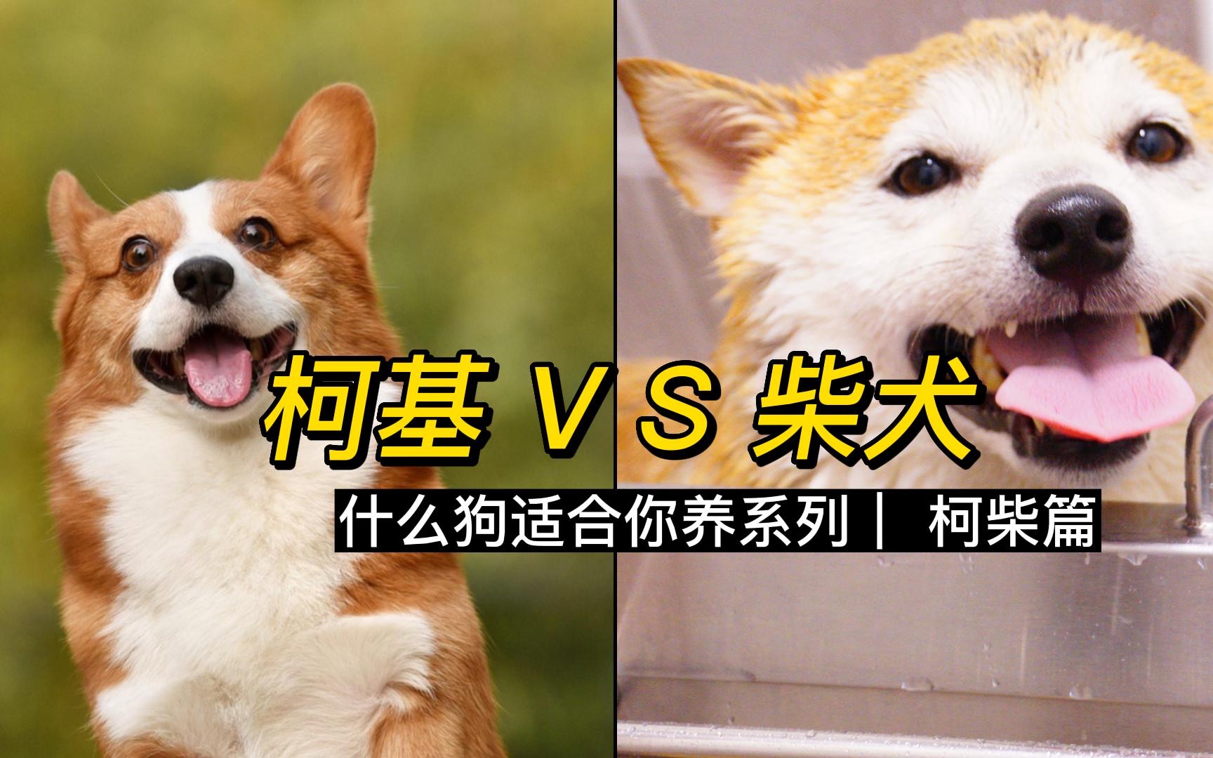 [图]养柴犬好？还是养柯基好？他们有哪些优缺点？有哪些健康问题？谁更适合你？