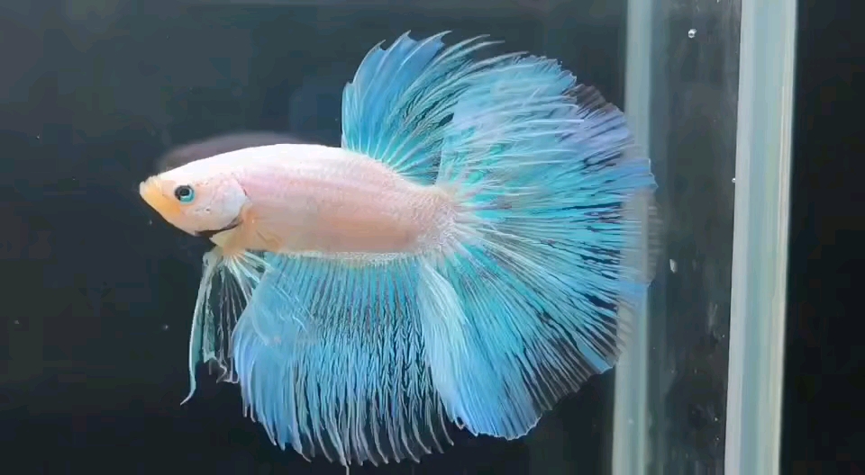 蓝色荧光 小斗鱼