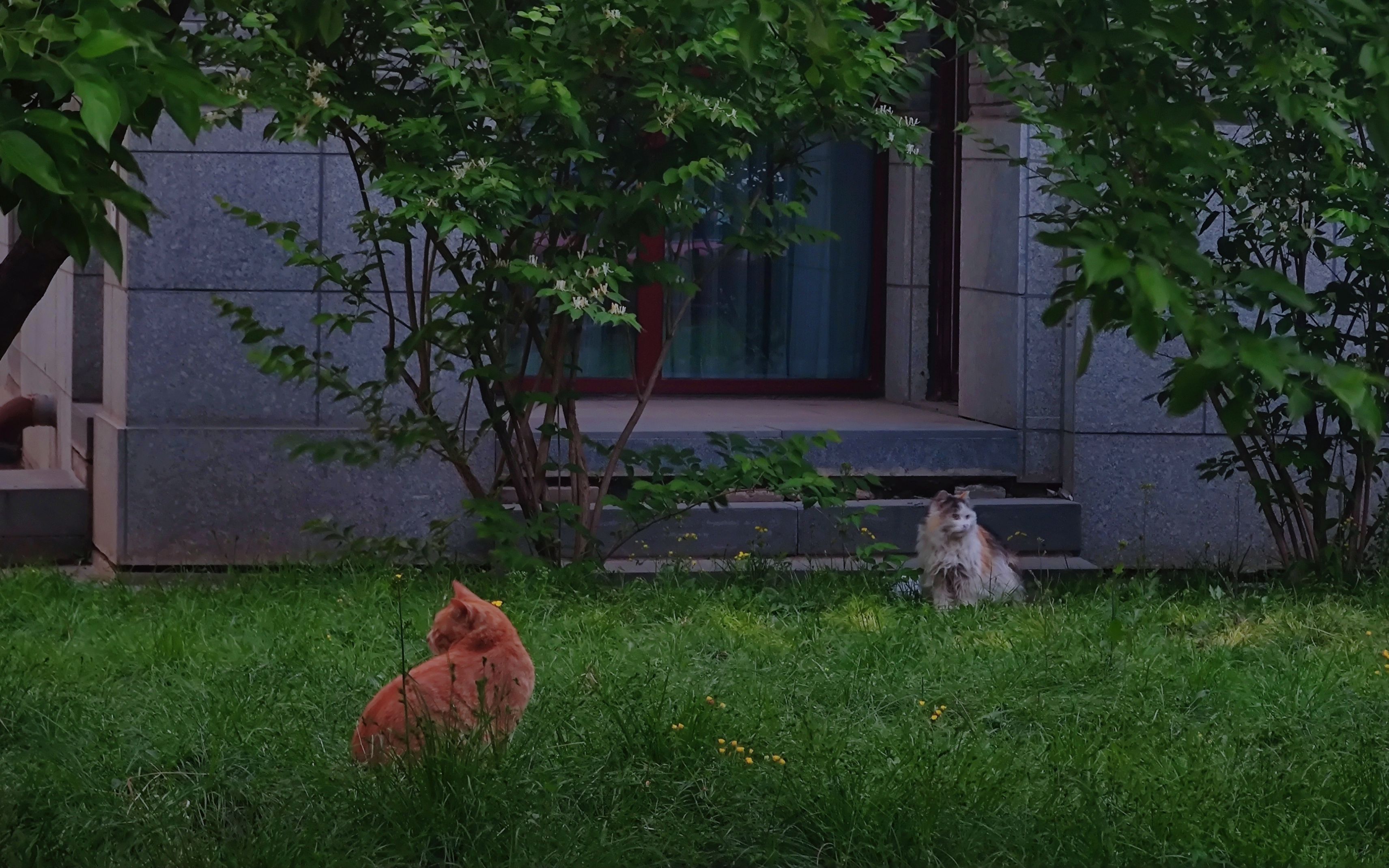 【街景】封控中的北京大学:燕园风物、初夏暖阳与湖畔铃声哔哩哔哩bilibili