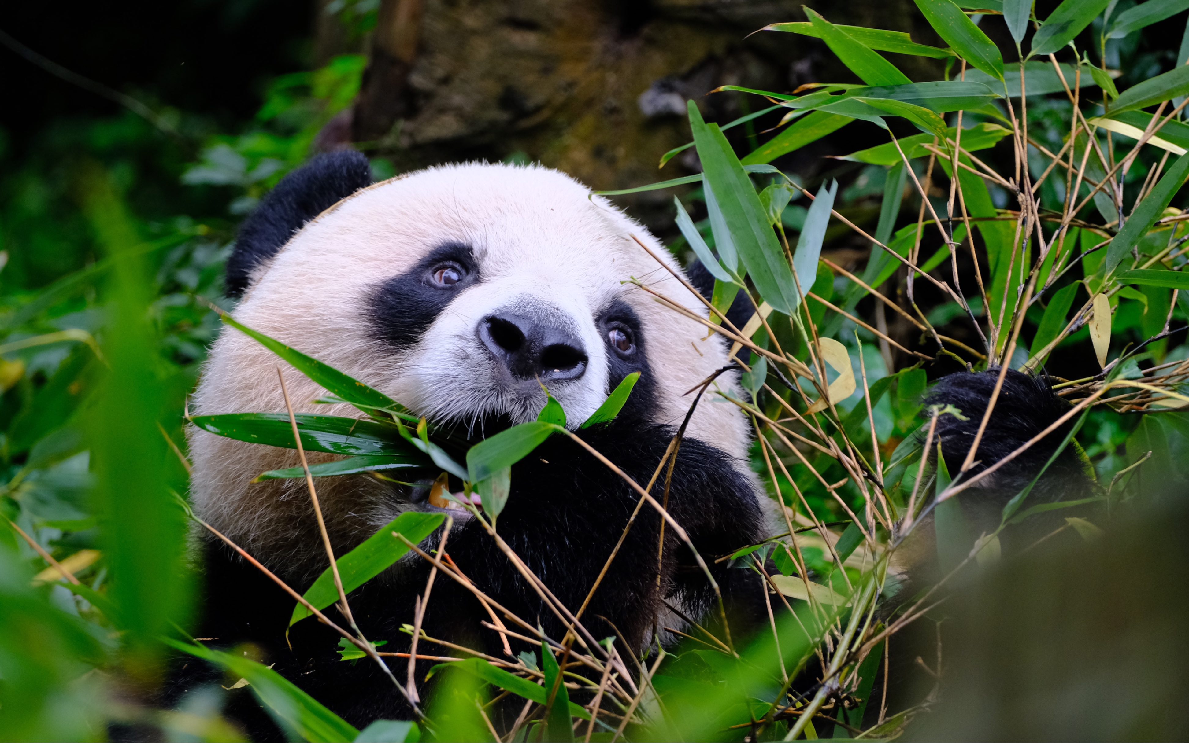 胖胖的鼻孔粉丝在哪里!猪鼻子福利大放送噢