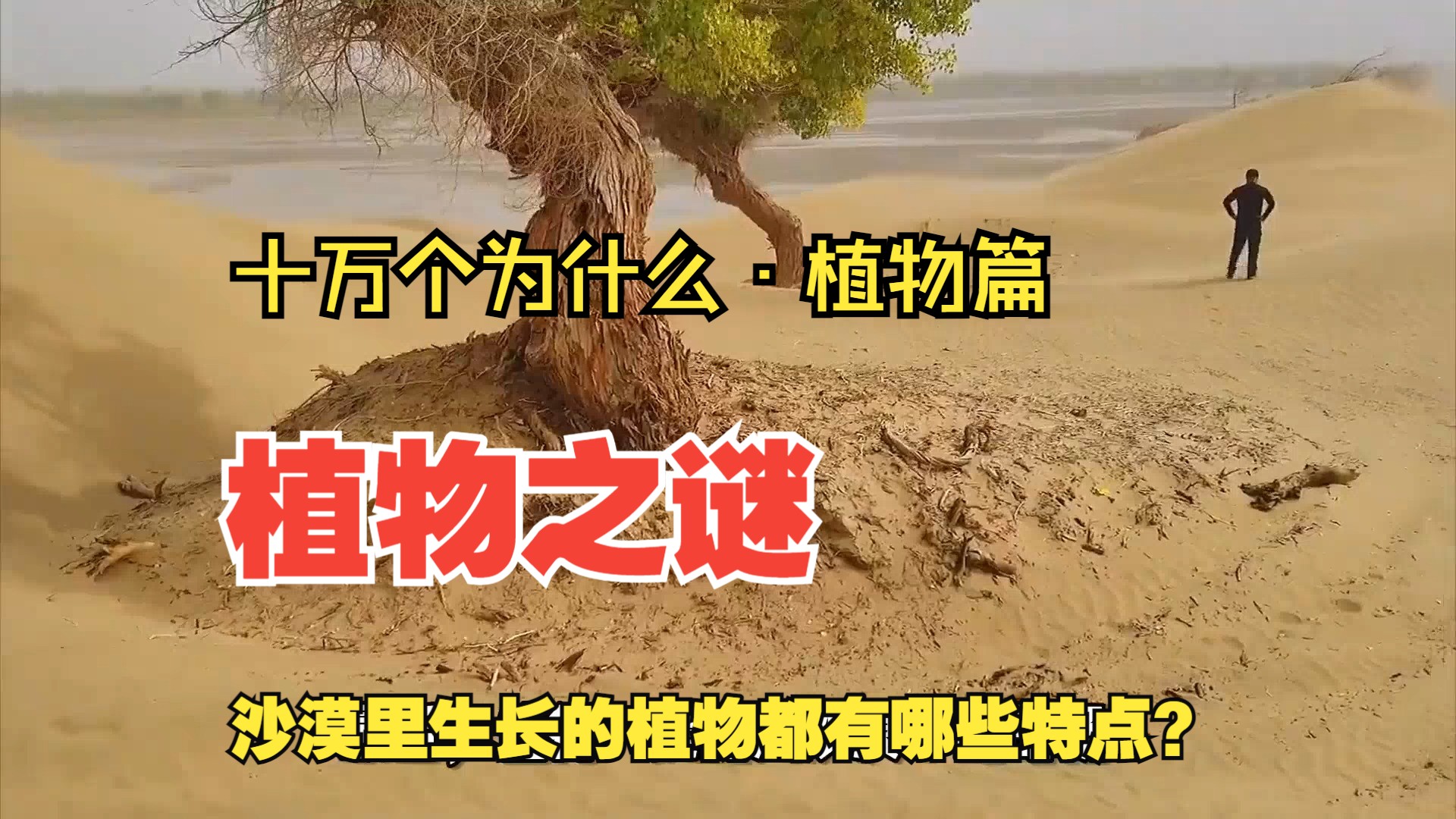 "——十万个为什么·植物篇