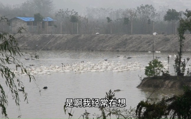 三年实现综合性的生态养殖,2000只鸡500只鹅500只鸭!真的做到了哔哩哔哩bilibili