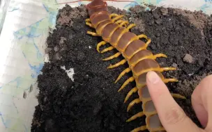 Download Video: Scolopendra gigantea orange form