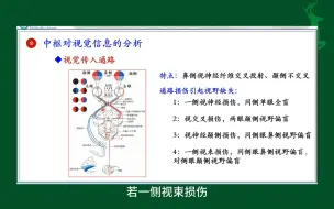 Download Video: #中枢对视觉信息的分析#视觉#感觉器官的功能#人体生理学#医学知识科普#每天学习一点点