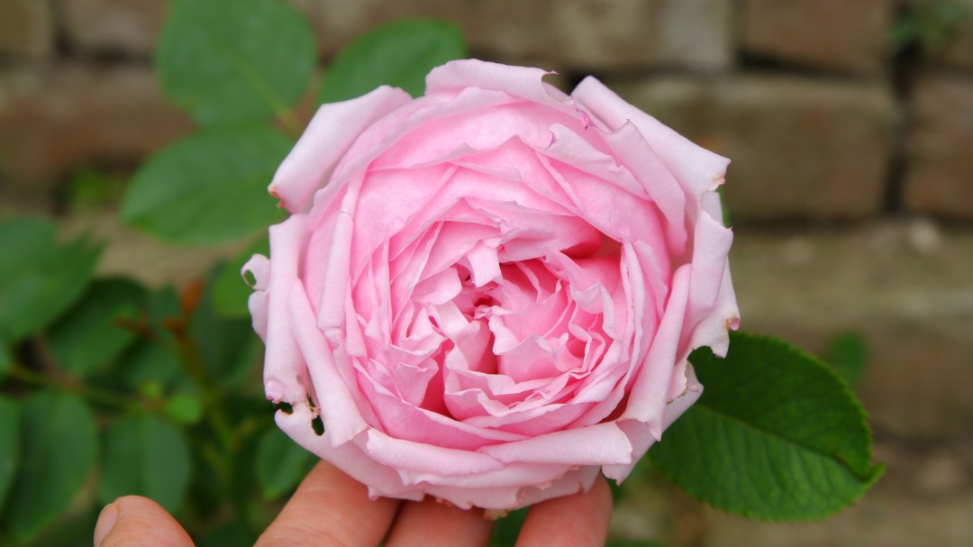 【植物】月季——伊芙马蒂诺风琴