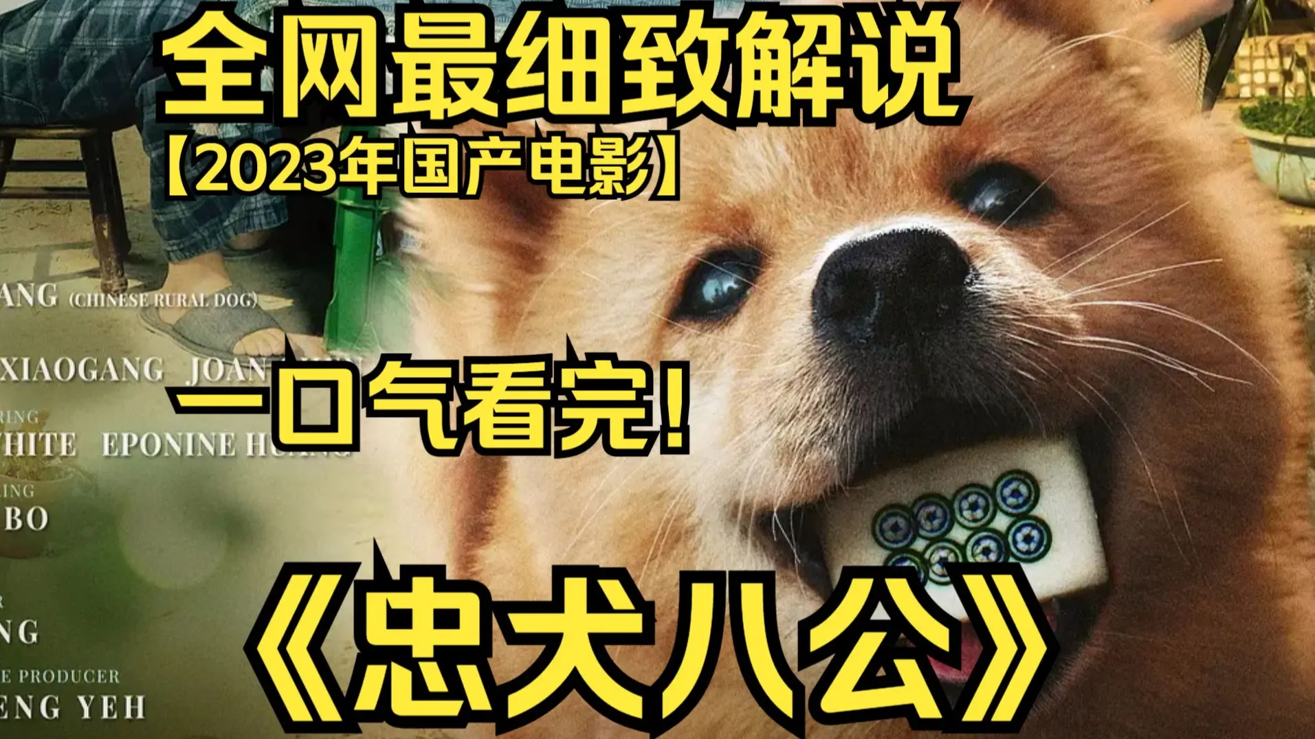 一口气看完4K画质神作《忠犬八公》八筒是一只可爱的中华田园犬,在茫茫人海中遇到了命中注定的主人陈敬修,成为了陈家的一员。_哔哩哔哩_bilibili