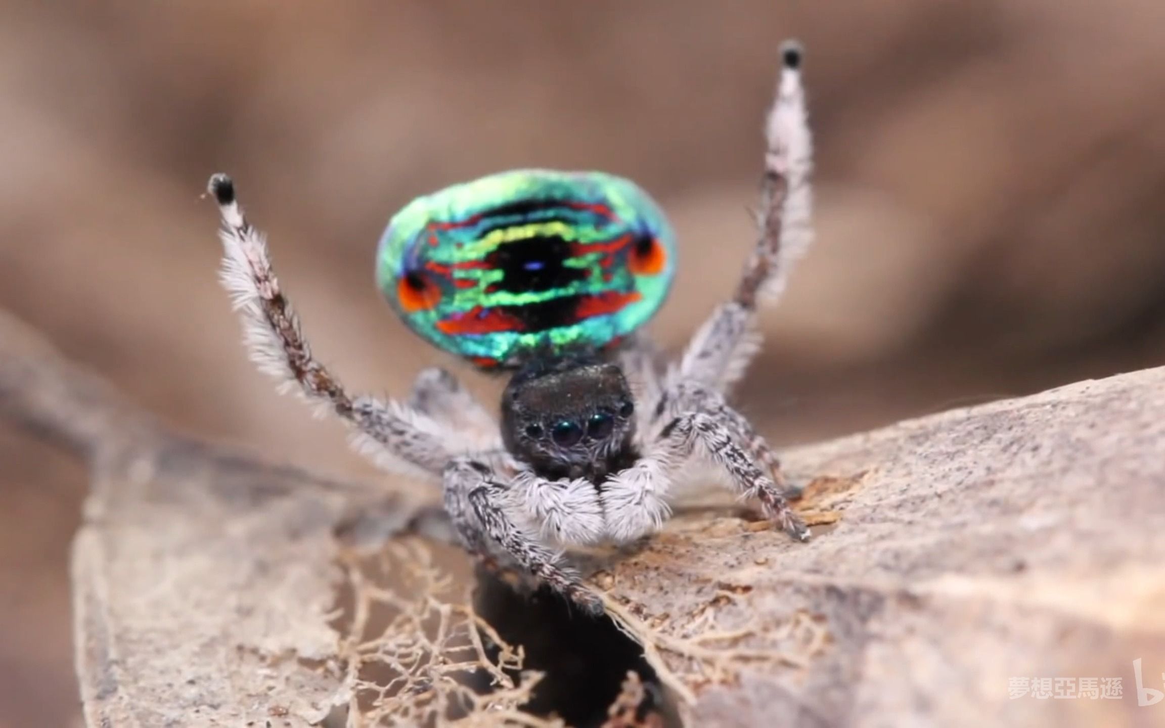 爬虫 孔雀蜘蛛