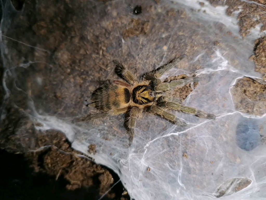 千里达橄榄金原色福利_哔哩哔哩_bilibili