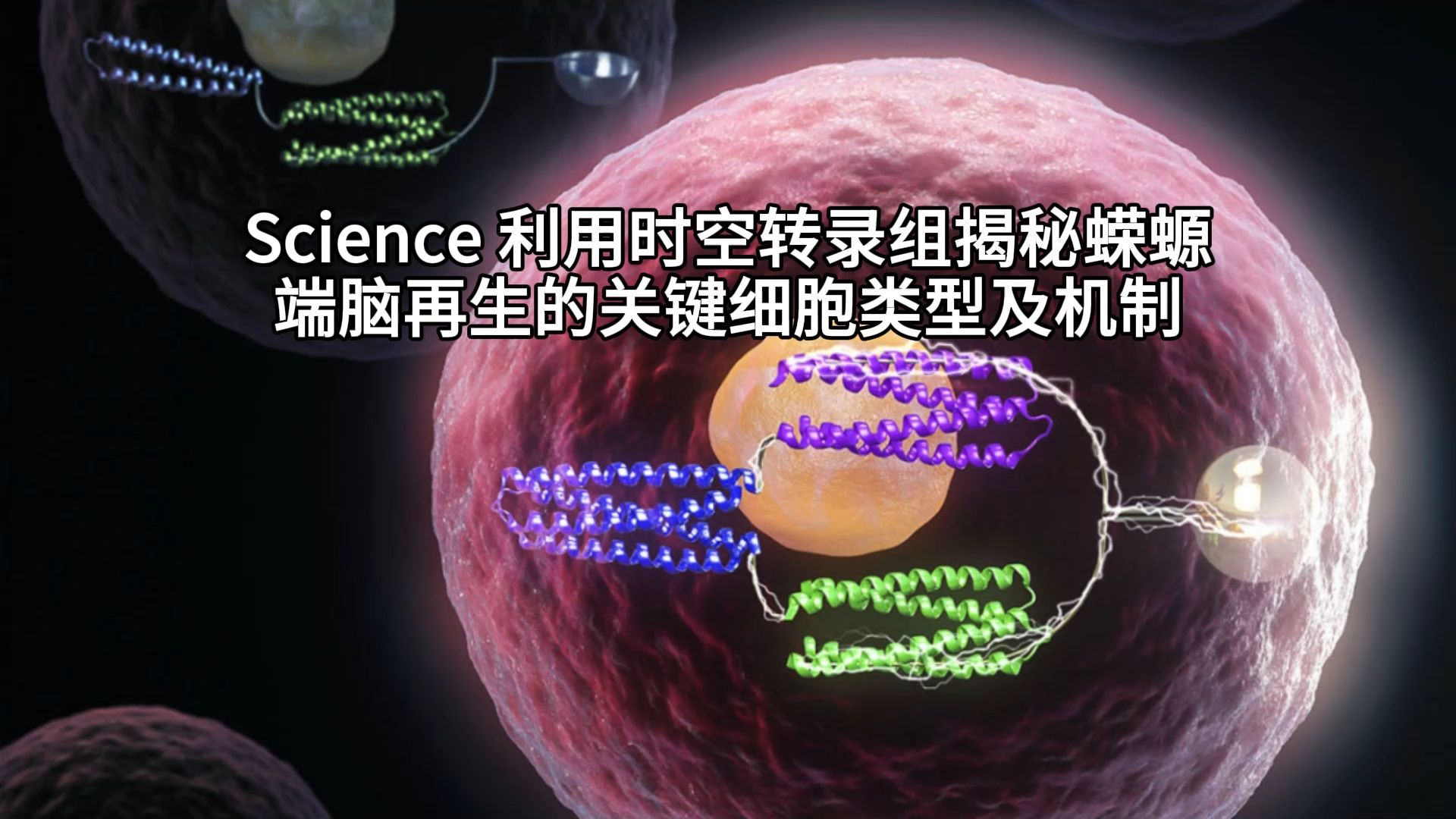 Science I 顾颖费继锋徐讯陈亮黎瀚博团队利用时空转录组揭秘蝾螈端脑再生的关键细胞类型哔哩哔哩bilibili