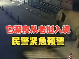 Download Video: 它深夜悄悄入境...云南西双版纳民警紧急预警