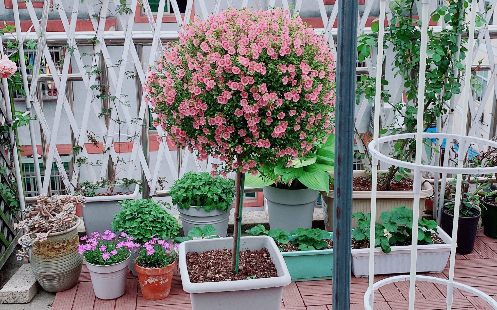 见花不见叶的小木槿棒棒糖