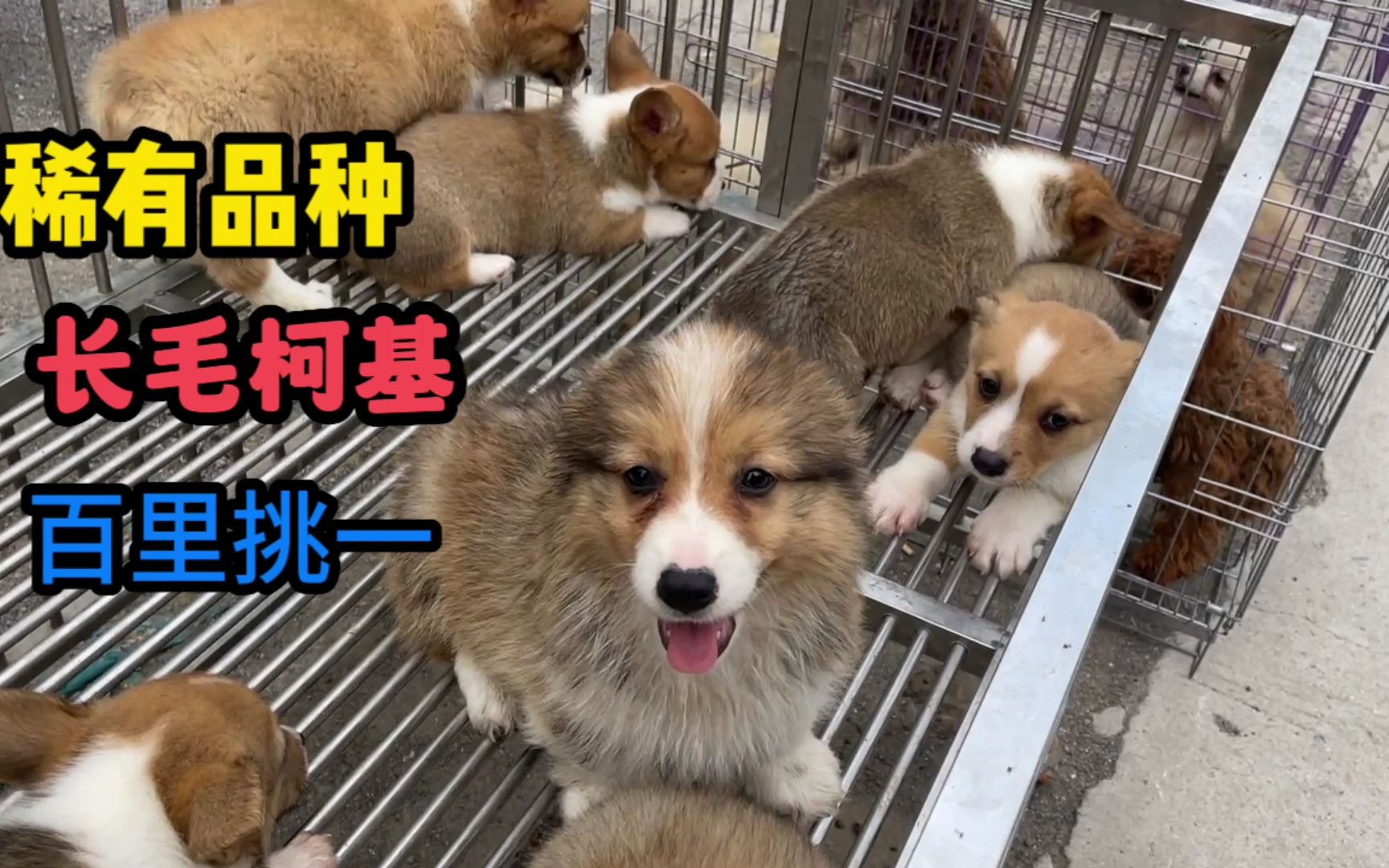 狗市偶遇稀有品种长毛柯基,大爷:百里挑一,这60年没白活!