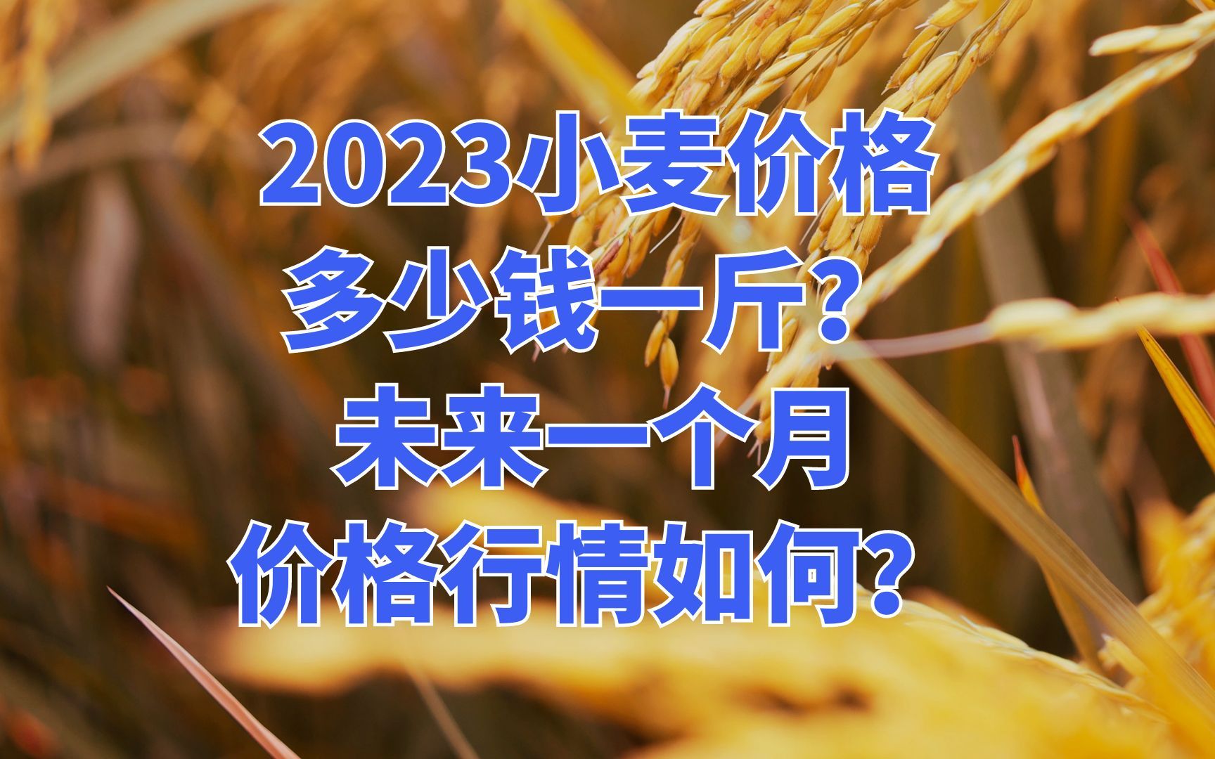 2023小麥價格多少錢一斤?未來一個月價格行情如何?