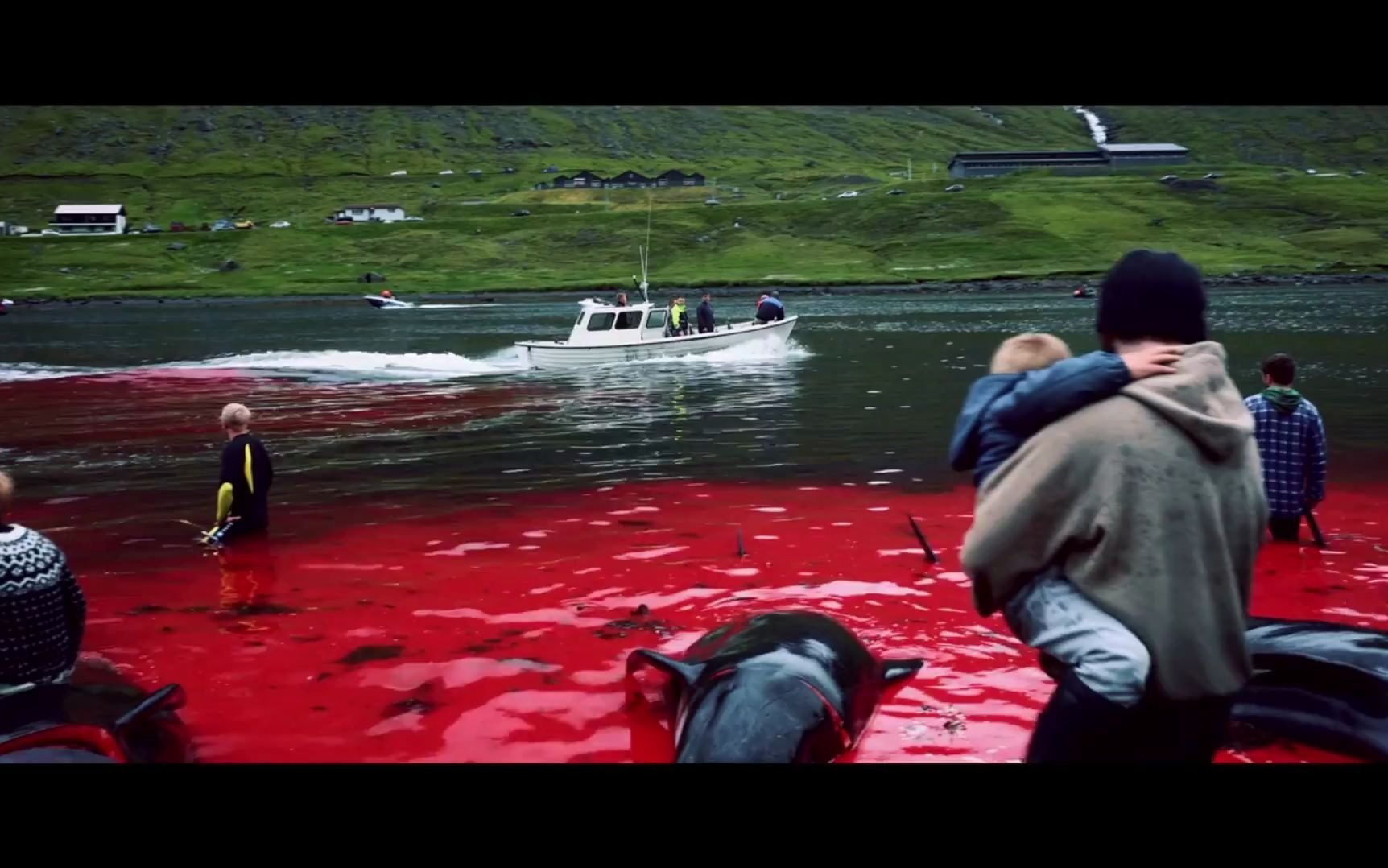 鲸鱼群被人类围捕血流成河