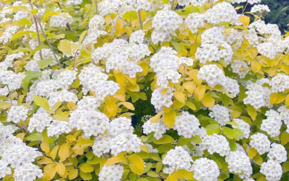 黄金喷泉绣线菊,既能赏花又能赏叶,还能耐寒零下20多度