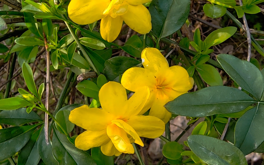 看世界--709 迎春花 546