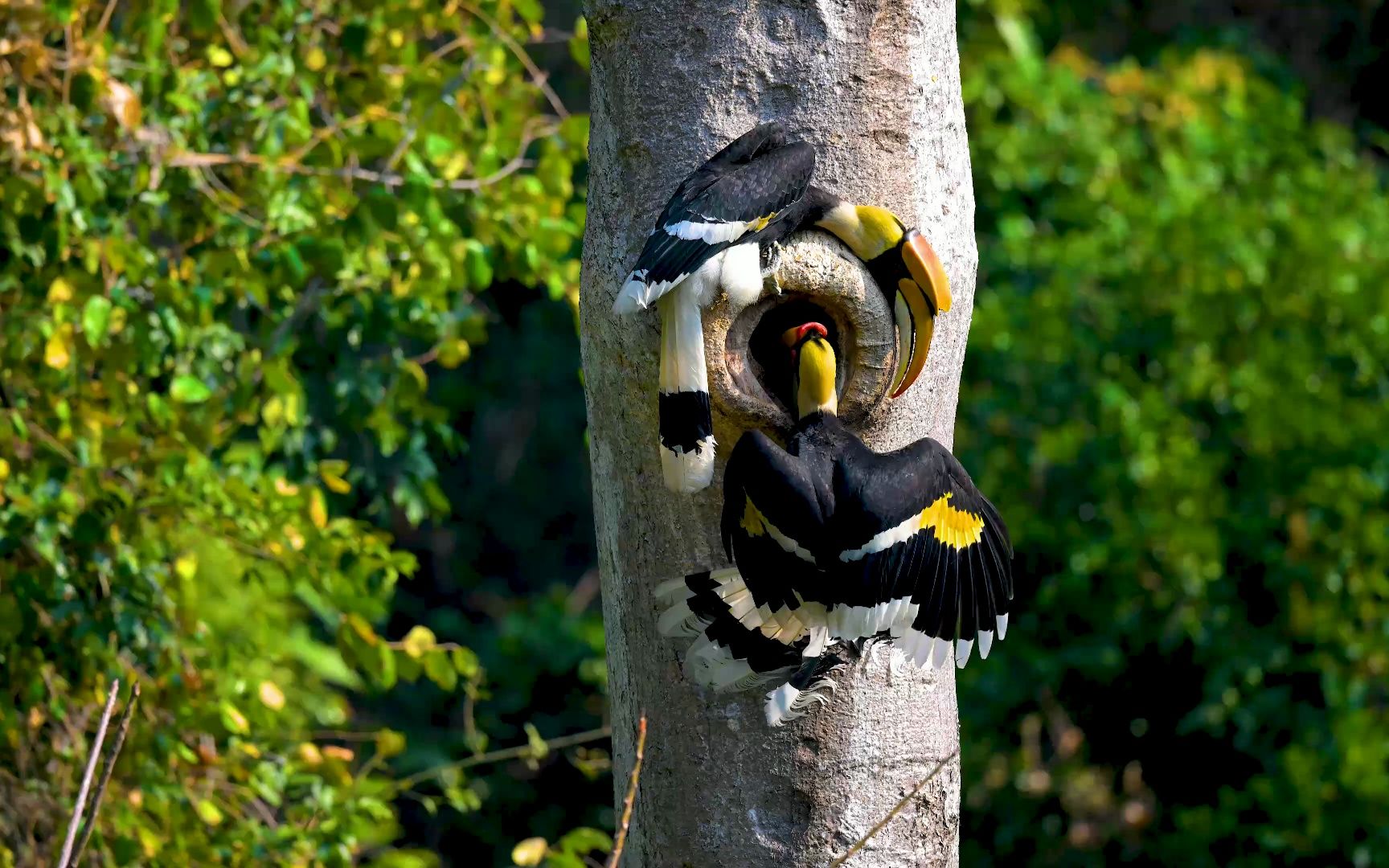 双角犀鸟(great hornbill)