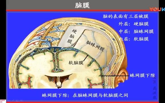 硬脑膜解剖结构图图片