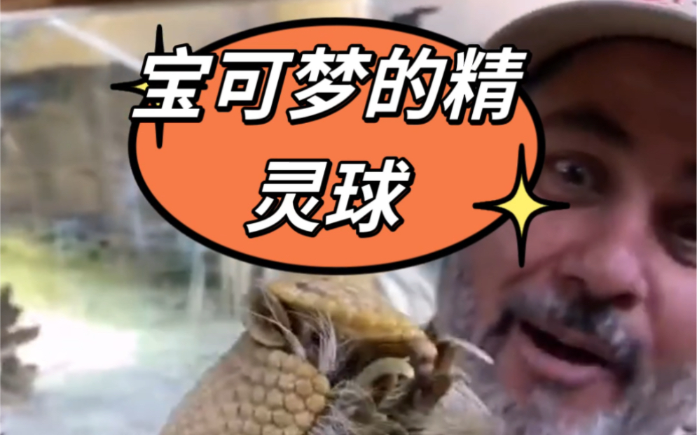 现实版!宝可梦的精灵球:巴西三带犰狳