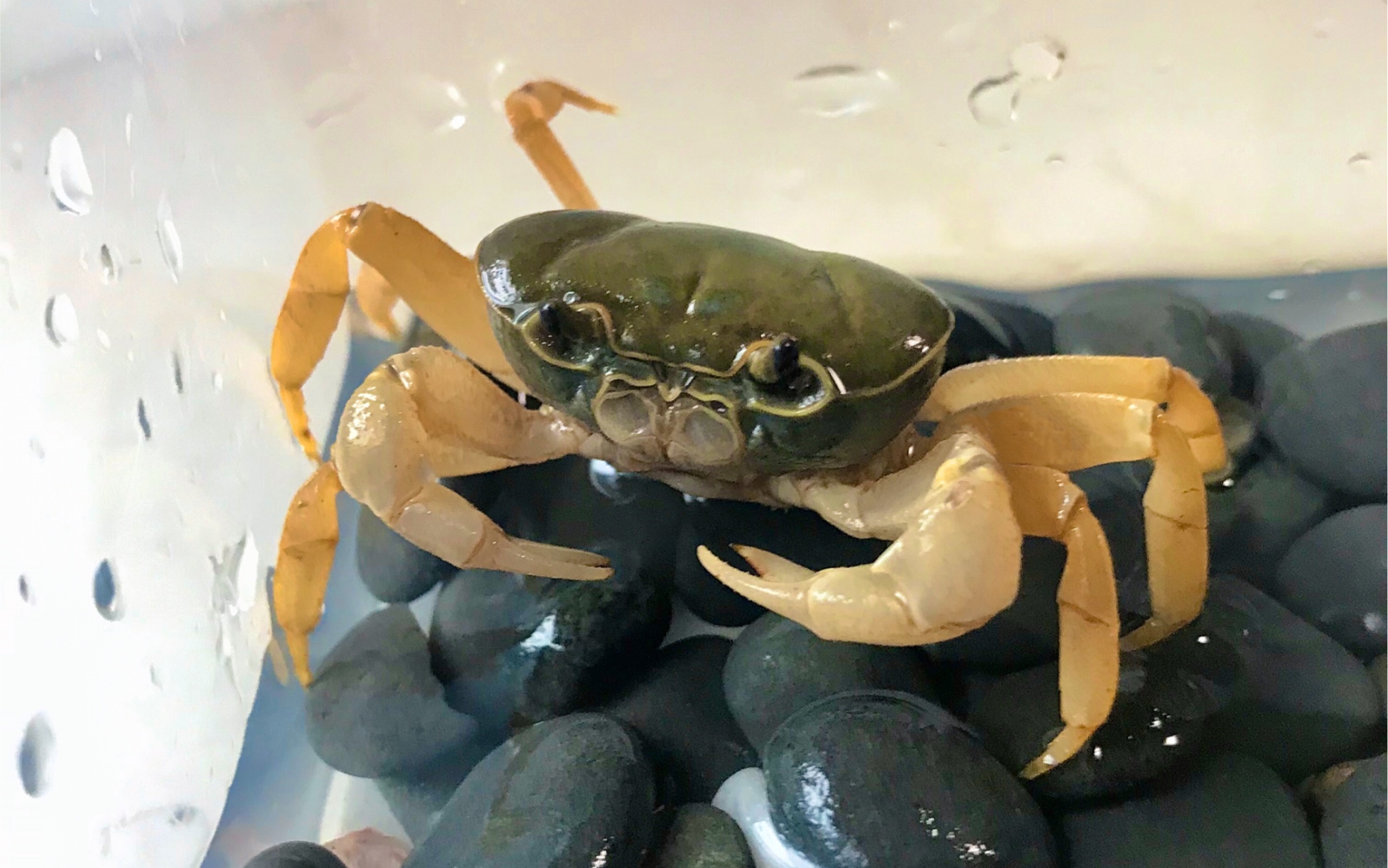 蓝拟地蟹の扑食