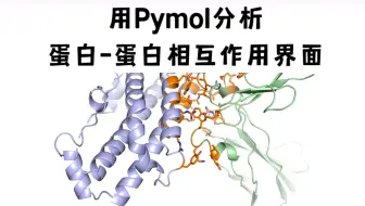 Pymol - 分析蛋白-蛋白相互作用界面