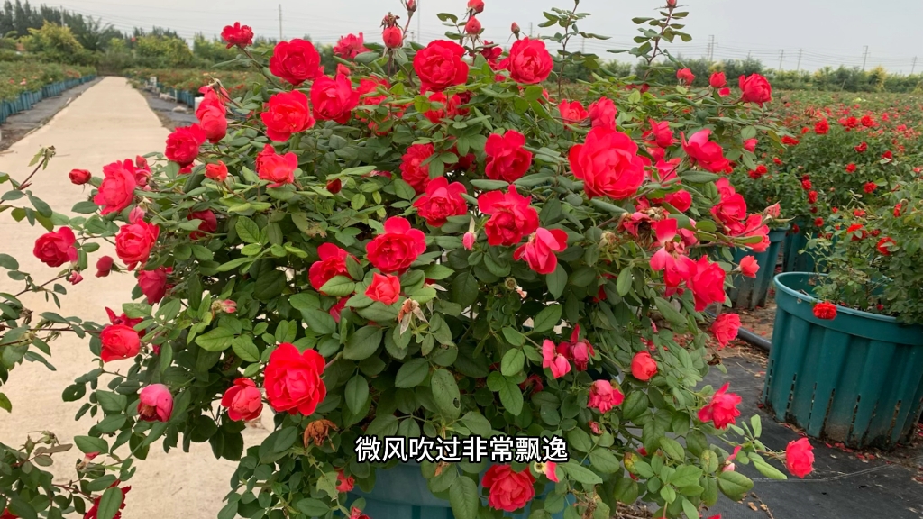 适合高架桥的月季樱桃伯尼卡