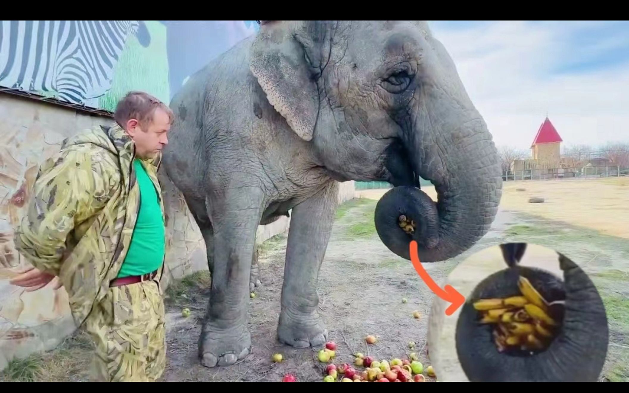 大象吃香蕉的简笔画图片