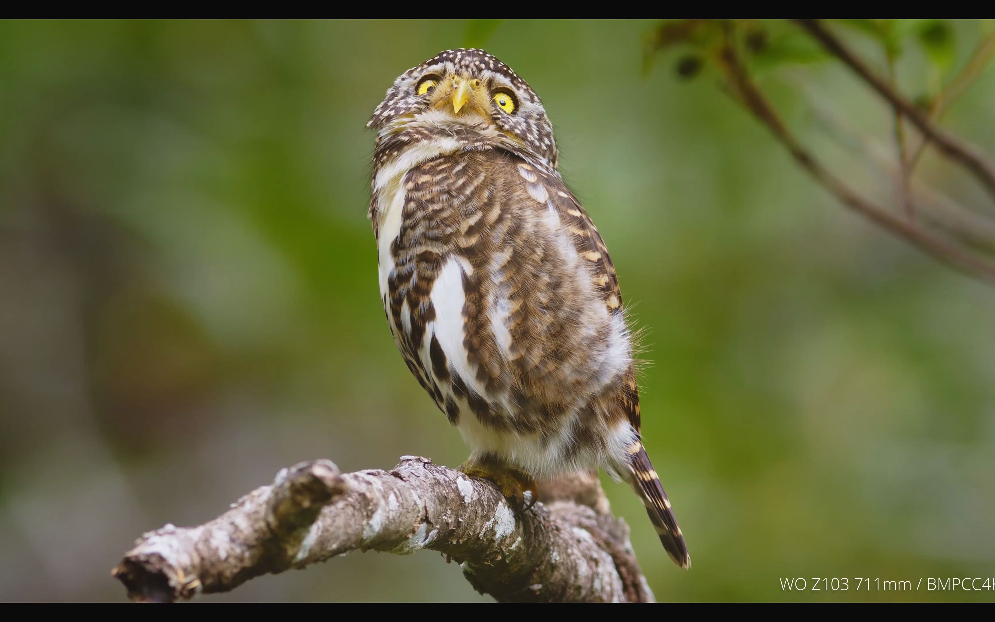 bmpcc4k和天文望远镜中花头鸺鹠(小猫头鹰)