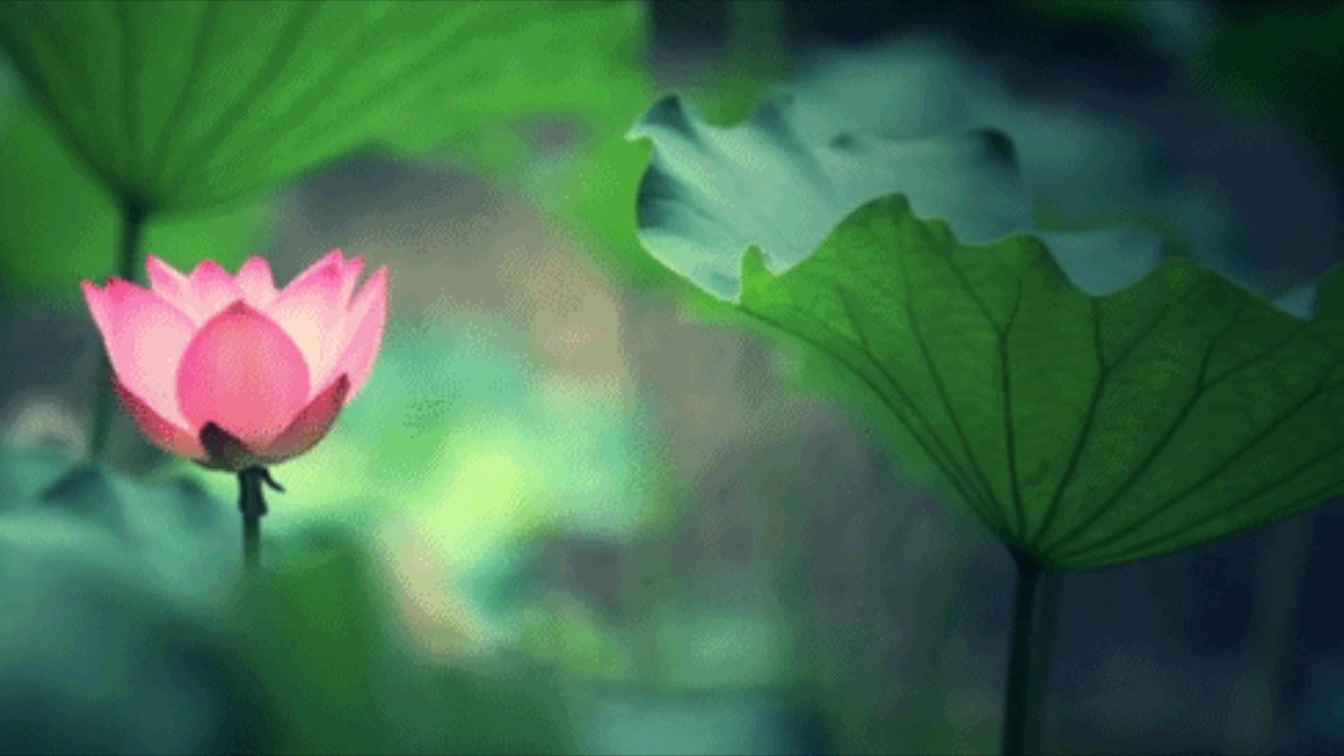 雨中花舞蹈自制动态视频背景哔哩哔哩bilibili