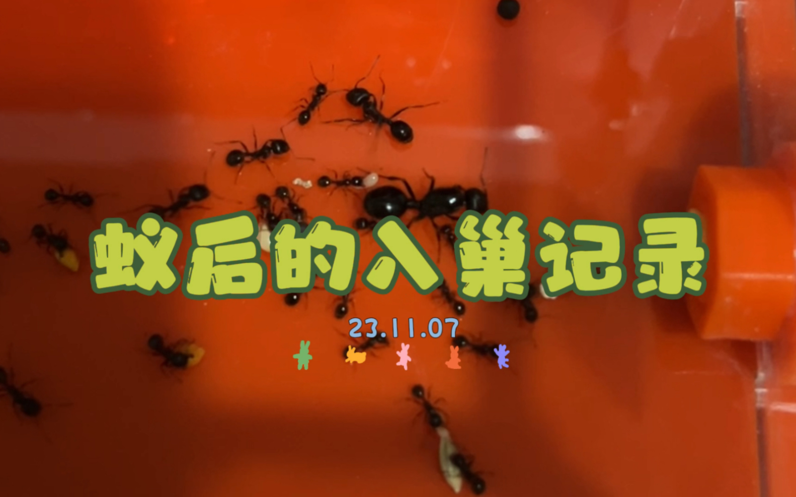 蚂蚁新手|工匠收获蚁|蚁后的入巢记录