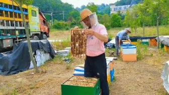 Video herunterladen: 蜂蜜花粉充足，利用深山自然环境培育更换新蜂王