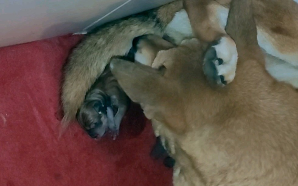 近距离观察中华田园犬生小狗慎入