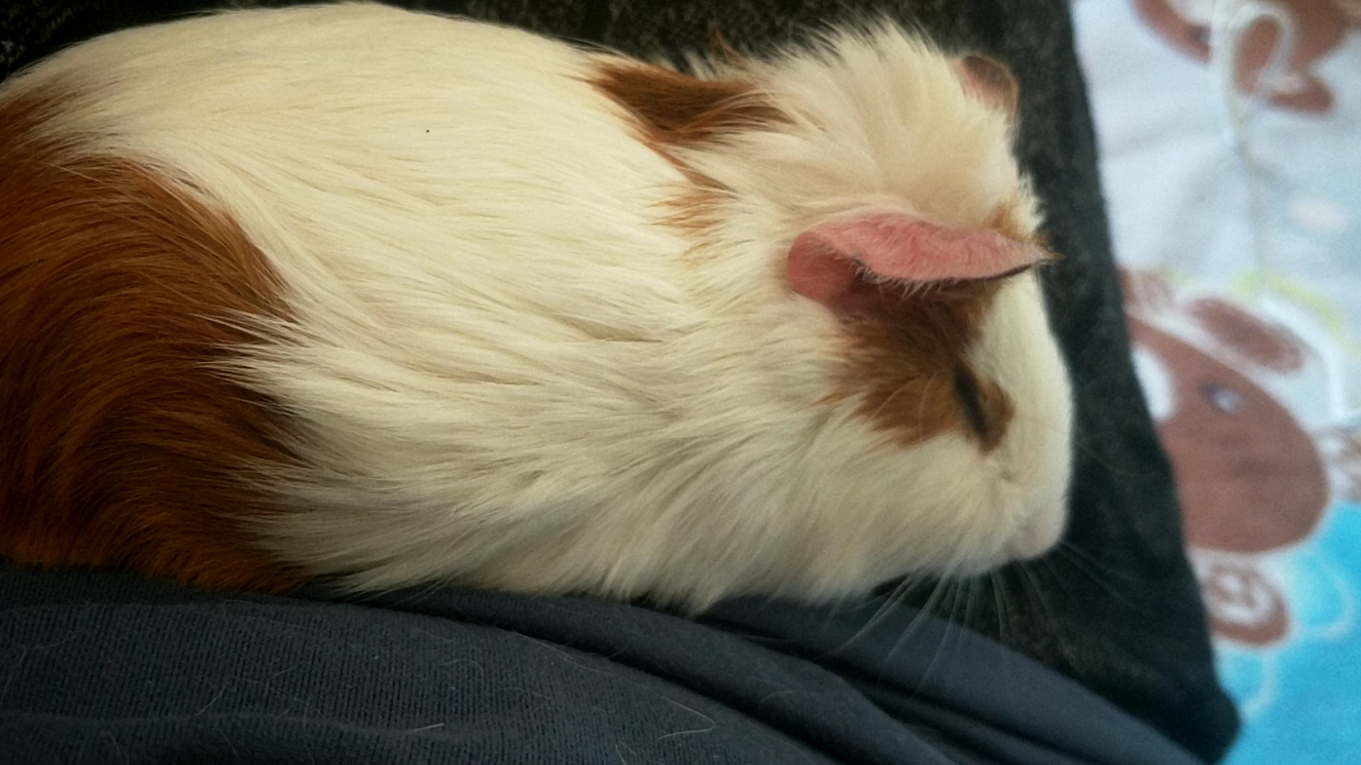 荷兰猪睡觉姿势图片