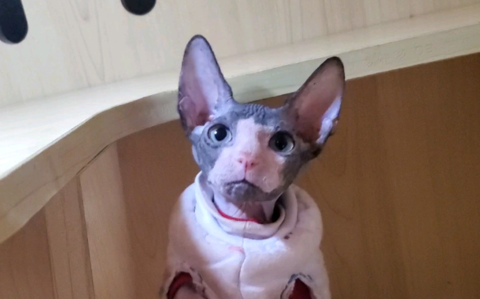 斯芬克斯无毛猫蓝白枫叶开脸矮脚弟弟