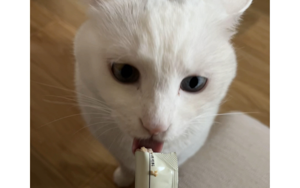 小漏嘴猫吃猫条
